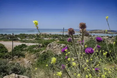a field of flowers with the beach in the background at VILLA DEMETRA in Kissamos