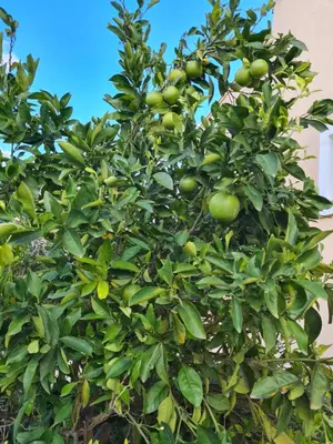 a tree with green apples growing on it at VILLA PAGONI Residence Selini Villas N 1 Kolymbari Chania in Kolymvari