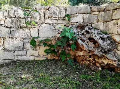 a plant growing out of a stone wall at VILLA IRIS in Vryses