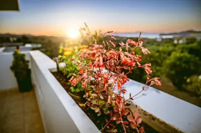 a plant on a balcony with the sunset in the background at Nikola's Vineyard in Ayiá