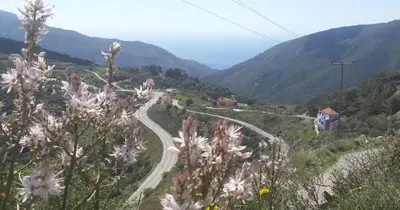 a winding road in the mountains with flowers at VILLA APHRODITE SOUGIA apt1 in Kamária