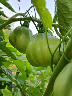 a bunch of green tomatoes growing on a plant at Mavrogenis Farm Chania Crete in Plataniás