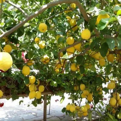 a bunch of oranges hanging from a tree at Olive tree Cottages in Palaiochóra
