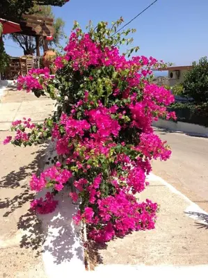 a large pot of pink flowers on the side of a street at Seascape in Tersanas