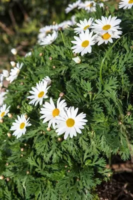 a bunch of white flowers on a green plant at Rokka Pyrgos Amazing View - Maistros in Rókka