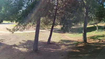 a group of three trees on a dirt road at Villa Ammos in Daratso