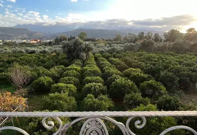 a bench sitting in front of a field of trees at Verano Retreat in Chania Town