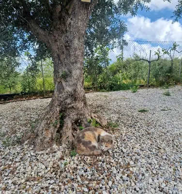 a cat laying on rocks next to a tree at Olive Grove Apartment in Chania Town