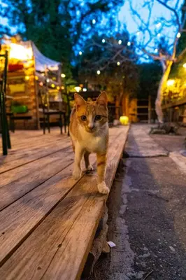 a cat standing on top of a wooden bench at Chania Hostel Youth 18-50 in Chania Town