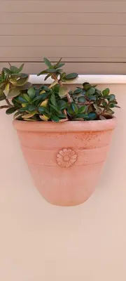 a plant in a pot hanging on a wall at Boschini Loft Life in Chania Town