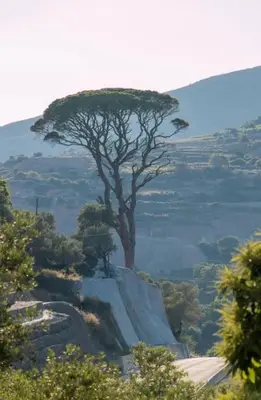 a tree on the side of a hill with at VALENA COZY MAISONETTE (15 min-ELAFONISI BEACH) in Élos