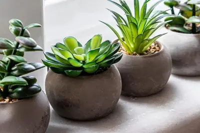 four pots of plants sitting on a table at Soul Living City Apartement in Chania Town