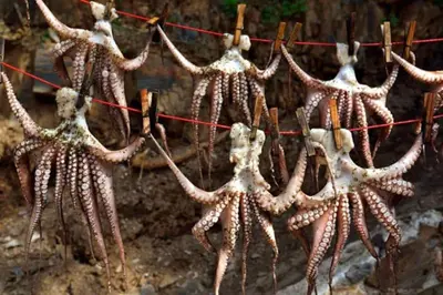 a group of starfish hanging on a rope at Pool Villa Kamara Crete - Chania in Chania Town