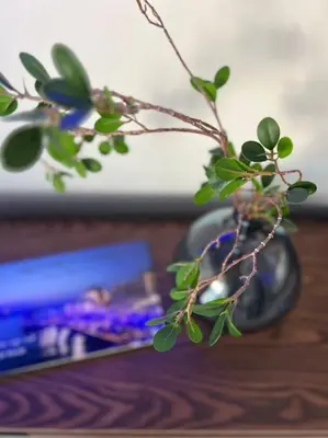 a plant in a vase sitting on a table at Hermes Studio - In the city just steps to the sea! in Chania Town
