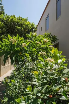 a bunch of green bushes next to a building at Casa in giardino in Chania Town