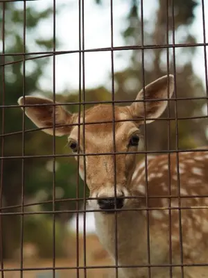 a deer is looking through a cage at Rodi Apartment in Kolymvari