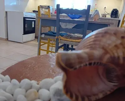 a shell sitting on top of a table in a kitchen at Agnanti in AsfendhilÃ©s