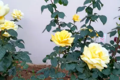 a group of yellow roses on a plant at Astrinos Apartment Simple cozy comfortable close to the beach in Chania Town