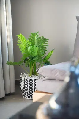 a plant in a black and white vase next to towels at A3stays a cozy vacation retreat in Chania Town