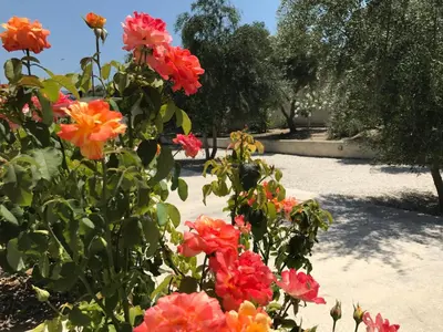 a bush with red and orange flowers in a park at Cyan Icons Villas Kalyves Chania in Kalyves