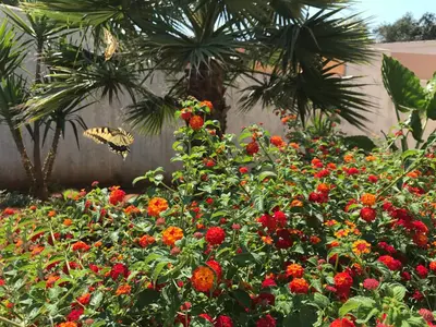 a butterfly flying over a garden of flowers at Cyan Icons Villas Kalyves Chania in Kalyves