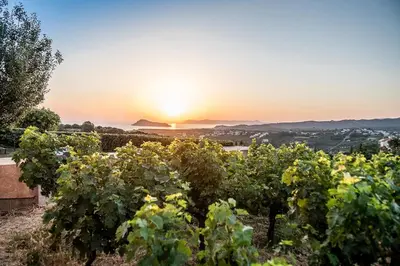 a bunch of grapes in a vineyard at sunset at Villa AnnaNiko, Luxury Villa, 2 Heated Pools, Jacuzzi, Gym, Stunning Views, Green Energy in Gerani Chanion
