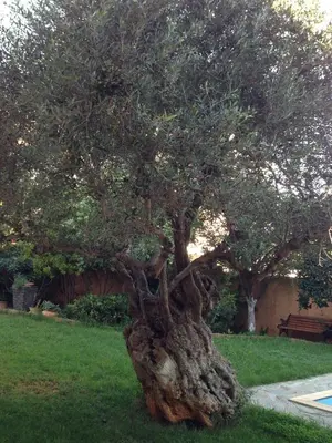 a tree that is growing in the grass at Villa Olivo Kampani in CHQ