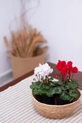 a basket filled with red and white flowers on a table at Haris home in Daratso