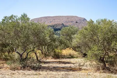 a field of trees with a mountain in the background at Alkis Hideaway in Kissamos
