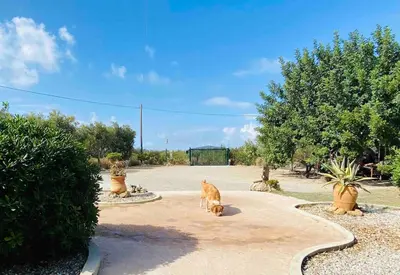 a cat is standing on a walk way at Batilas House next to exotic beach of Elafonisi in Elafonisi