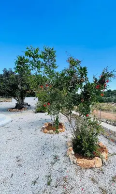 two trees with red flowers on them in a field at Villa Voleonas-private pool & olive grove Chania in Kounoupidhianá