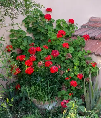 a pot of red geraniums in a garden at Villa Rouga by Andrian Villas in Kalamítsion Alexándrou