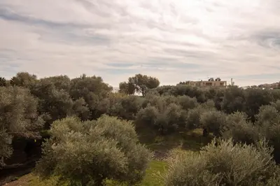 a field of trees and a house on a hill at Diktamo apartment, Palaiochora in Palaiochóra