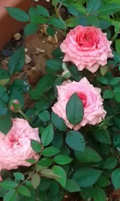 a group of pink roses with green leaves at Gradma Katina in Plataniás