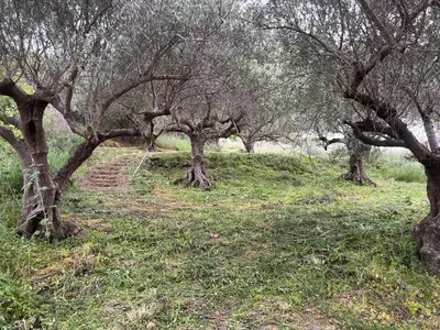 a group of trees in a field with grass at Among The Stars chania Outdoor Camping in Ástrikos
