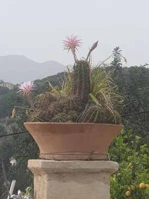 a plant in a pot sitting on a ledge at Villa Eudokia Terrace Views Pool in Douliana