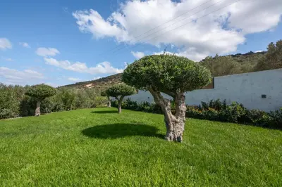 two trees in the middle of a field of grass at Casa Elea in Kissamos