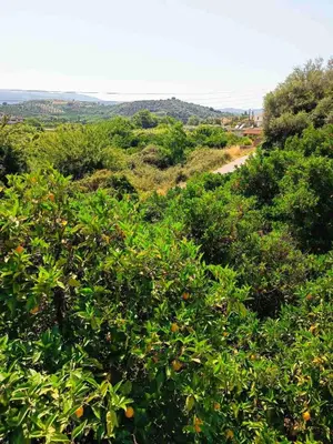 a field of trees with a road in the background at Veranda with endless view in Fournés
