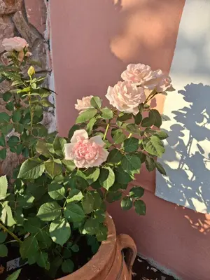 a plant in a vase next to a wall at Terra Solaris Guesthouse in Kissamos