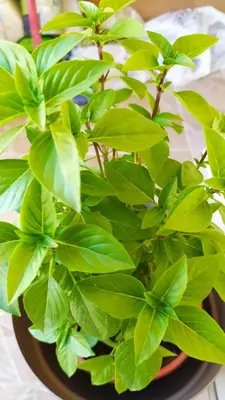 two green plants in a bowl on a table at Chania ELIA apARTment Chalepa in Chania Town