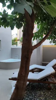 a tree in a room with a bed next to a tree at Dimora Cozy Retreat in Chania Old Town in Chania Town