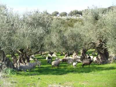 a herd of sheep grazing in a field under olive trees at Apartment in natural stone house in Spiliá