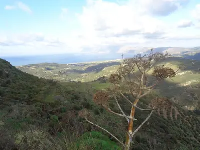 a tree on the side of a hill with mountains at Apartment in natural stone house in Spiliá