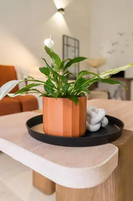 a plant sitting on top of a table at La Petite Fleur City apartment Chania in Chania Town