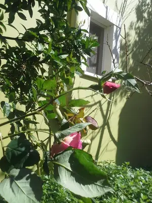 a plant with pink flowers in front of a building at Villa Eftichia in Stalos