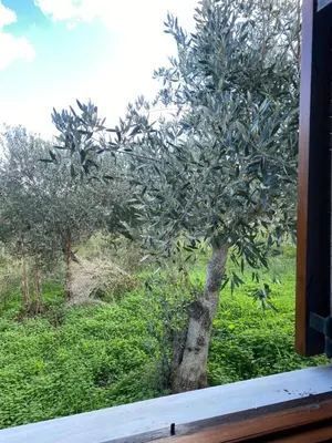 a tree outside of a window in a field at Alkis Olive Grove Cottage in Vasilópoulon