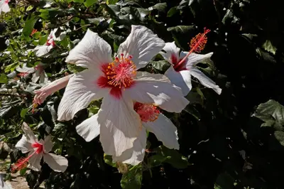 a group of white flowers on a tree at Glaros Home in Kato Daratso