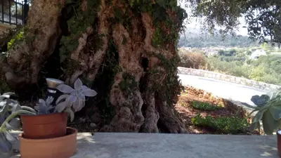 a tree with ivy growing on the side of it at Tzitzifes Stone Mansion in Tzitzifés