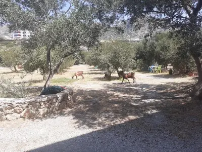 two horses walking in a field with trees at Kampos Rooms in Palaiochóra