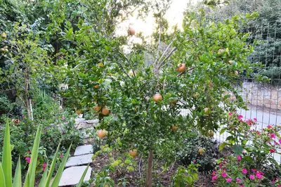 a garden with an orange tree with fruits on it at Melli House in Melissouryíon
